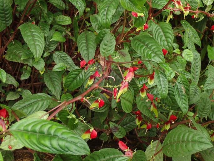 Impatiens hians