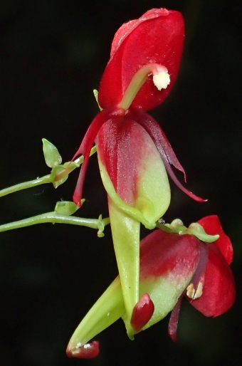 Impatiens hians