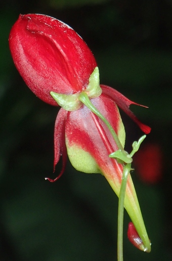 Impatiens hians