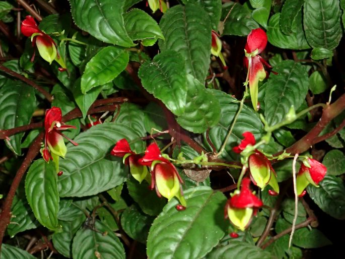 Impatiens hians