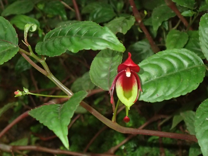 Impatiens hians