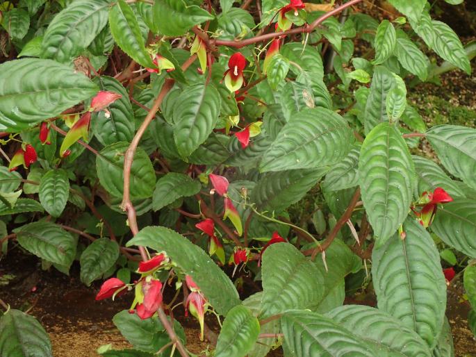 Impatiens hians