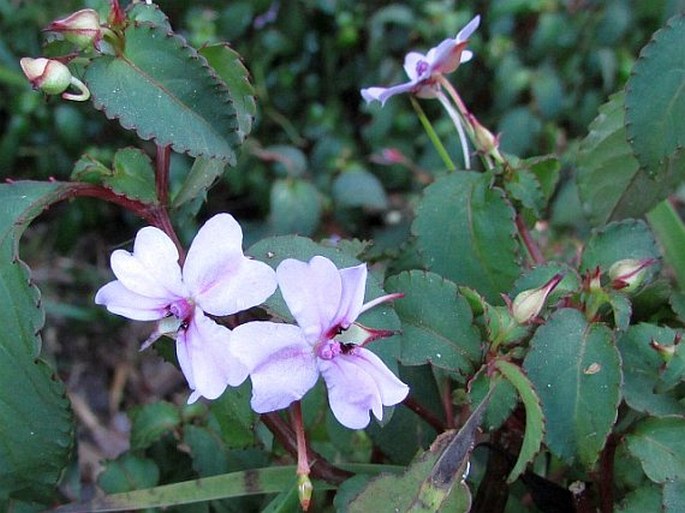 Impatiens leptopoda