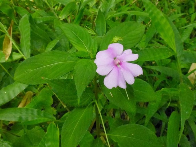 Impatiens platypetala