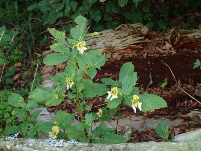 Impatiens edgeworthii