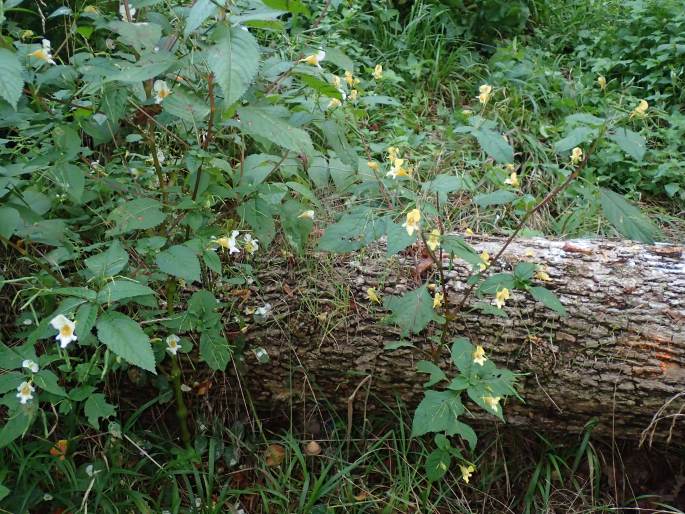 Impatiens edgeworthii