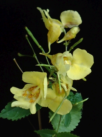 Impatiens edgeworthii