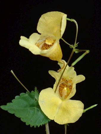 Impatiens edgeworthii