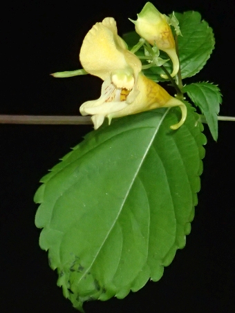 Impatiens edgeworthii