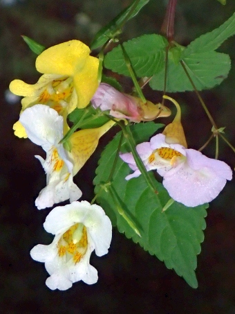 Impatiens edgeworthii