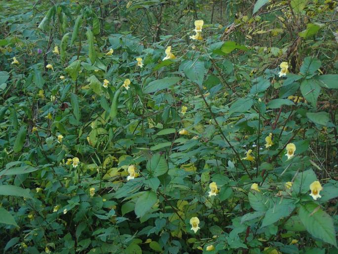 Impatiens edgeworthii