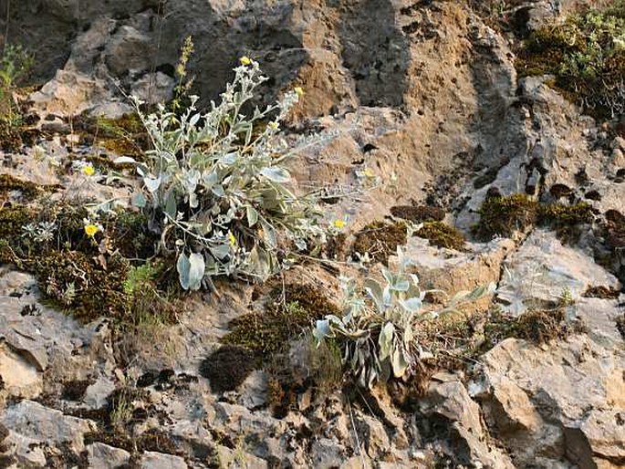 Inula aschersoniana