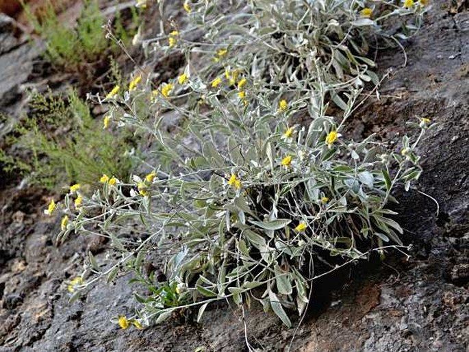 Inula aschersoniana