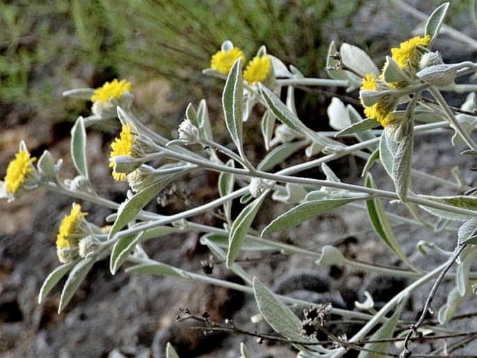 Inula aschersoniana