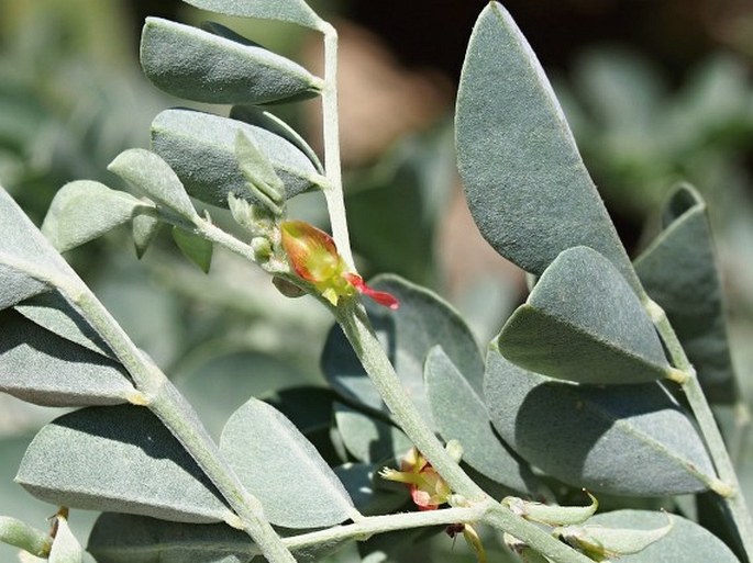 INDIGOFERA COERULEA Roxb. – modřil