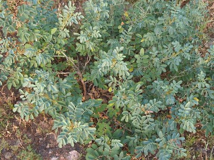 Indigofera coerulea