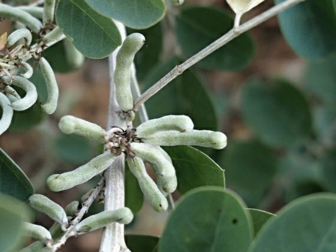 Indigofera coerulea