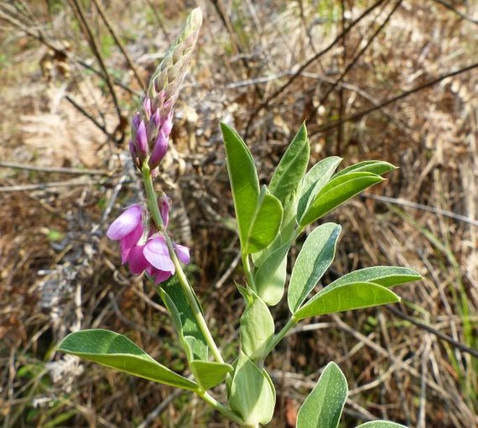 INDIGOFERA CUNEIFOLIA Eckl. et Zeyh. – modřil