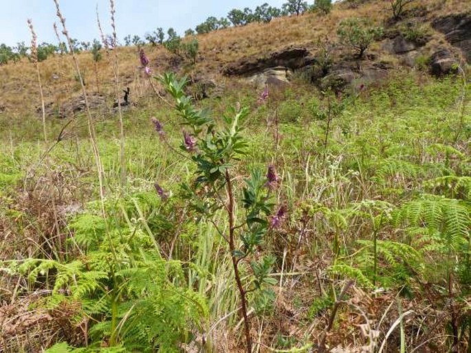 Indigofera cuneifolia