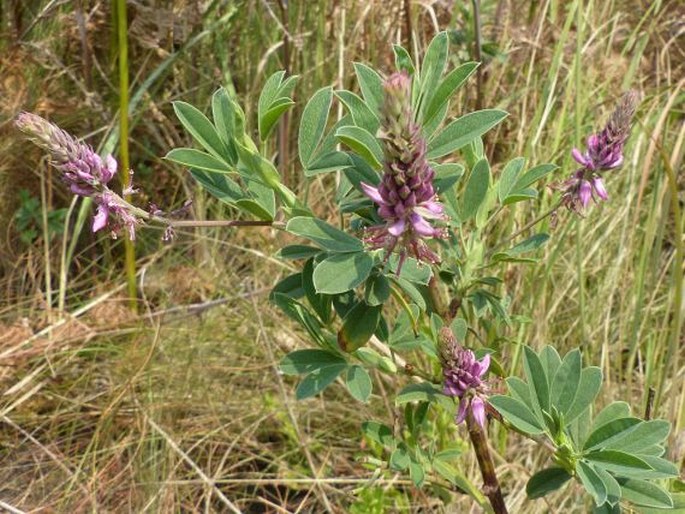 Indigofera cuneifolia