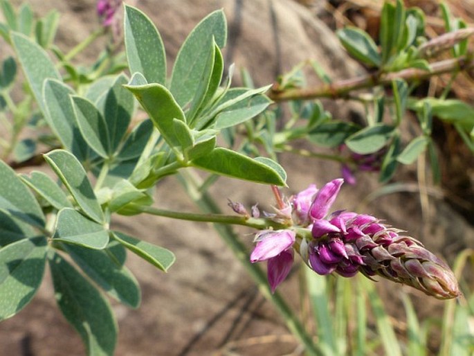 Indigofera cuneifolia