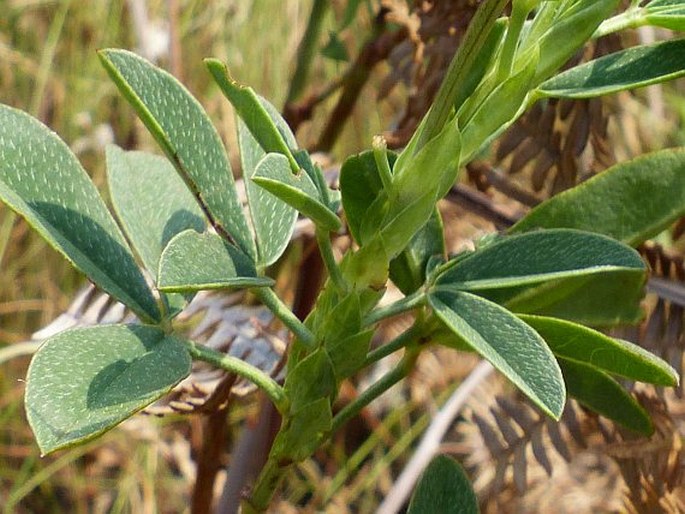 Indigofera cuneifolia