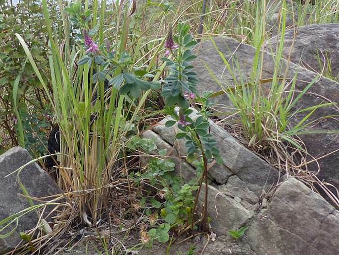 Indigofera cuneifolia