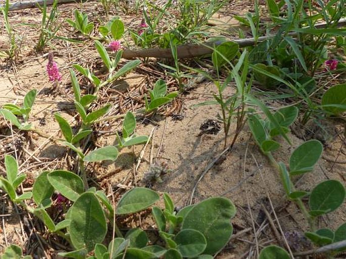 Indigofera flavicans