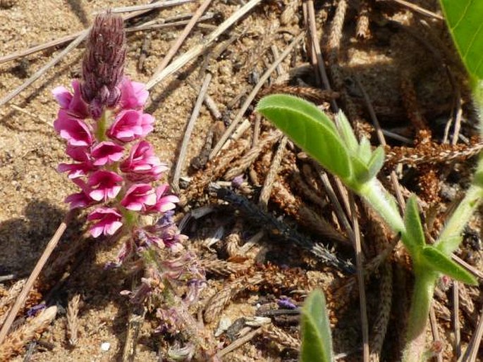 Indigofera flavicans