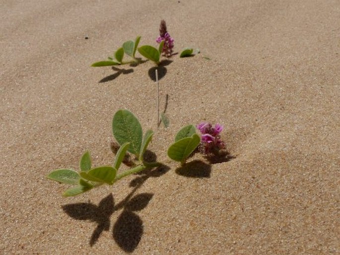 Indigofera flavicans