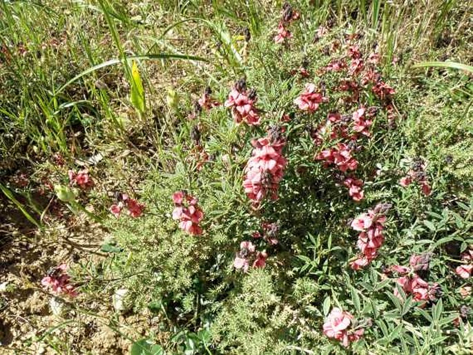 Indigofera heterophylla