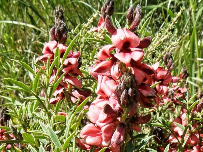 INDIGOFERA HETEROPHYLLA Thunb.