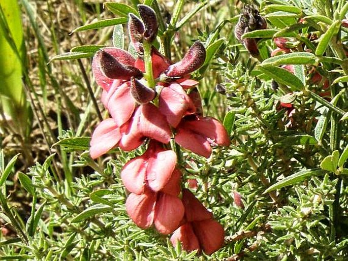 Indigofera heterophylla