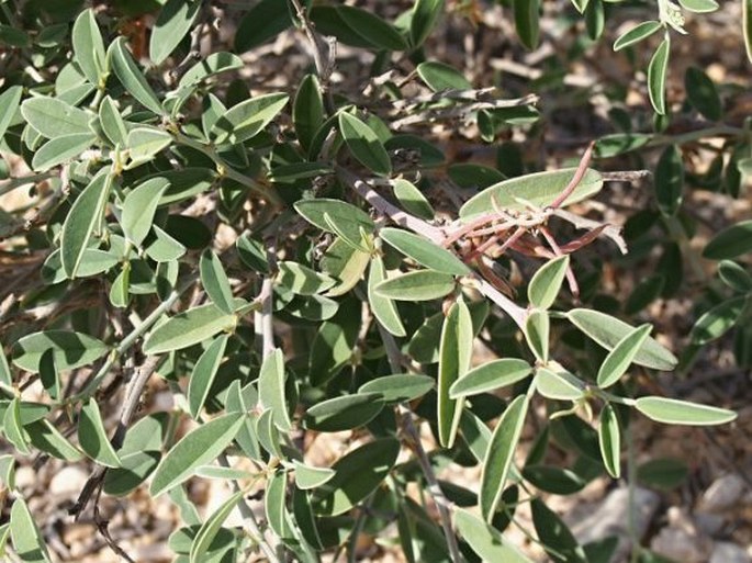 INDIGOFERA OBLONGIFOLIA Forssk. – modřil