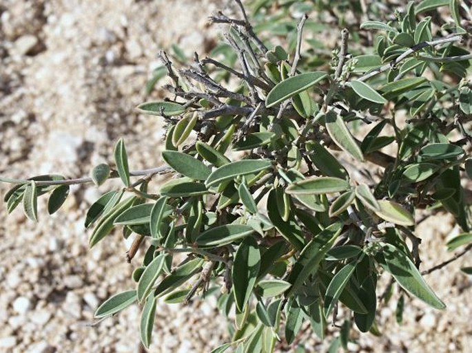 Indigofera oblongifolia