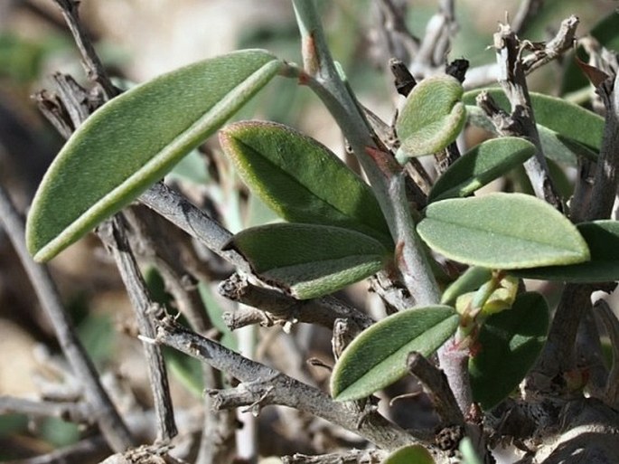 Indigofera oblongifolia