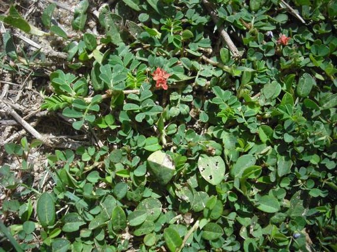 Indigofera linnaei