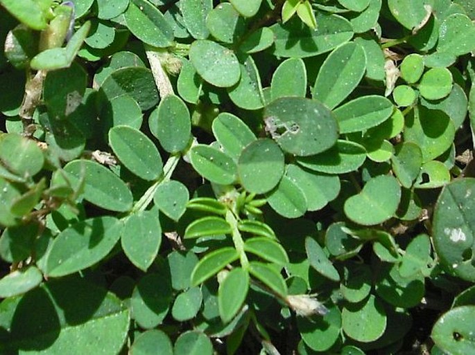 Indigofera linnaei