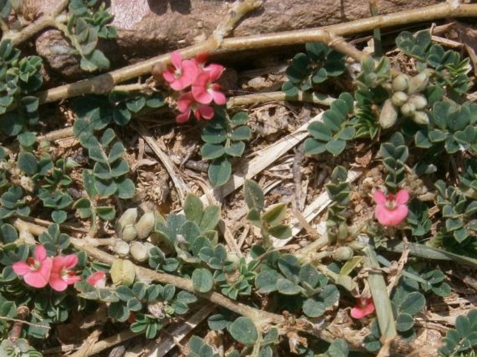 Indigofera linnaei