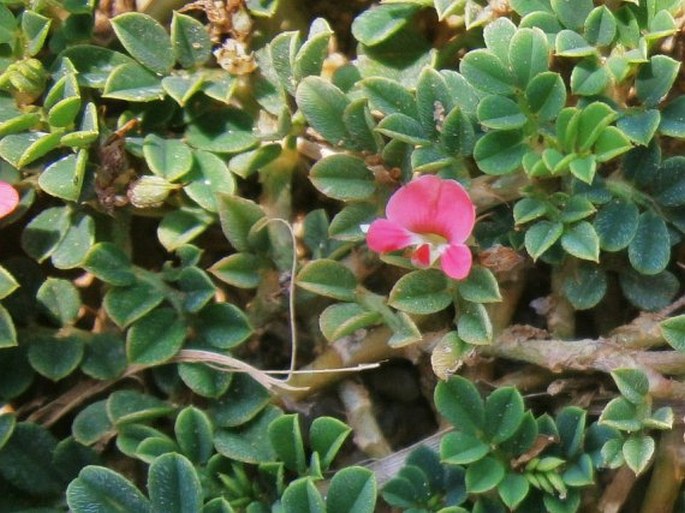 Indigofera linnaei