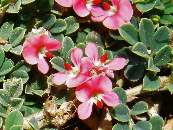 Indigofera linnaei