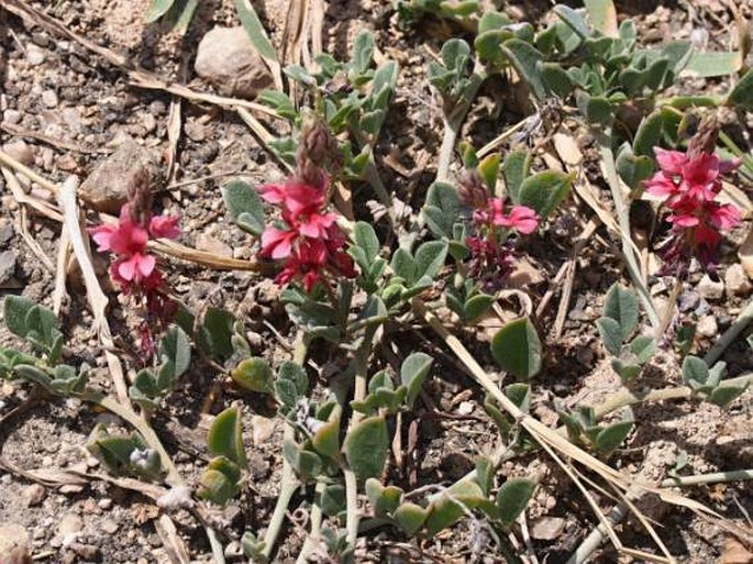 Indigofera volkensii