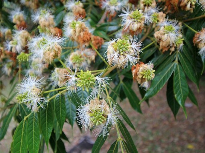 INGA DENSIFLORA Benth. – inga