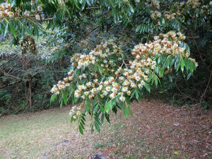 Inga densiflora