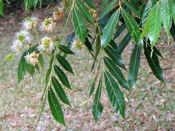 Inga densiflora