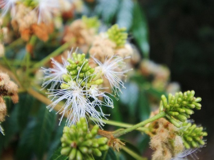 Inga densiflora