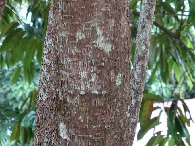 Inocarpus fagifer