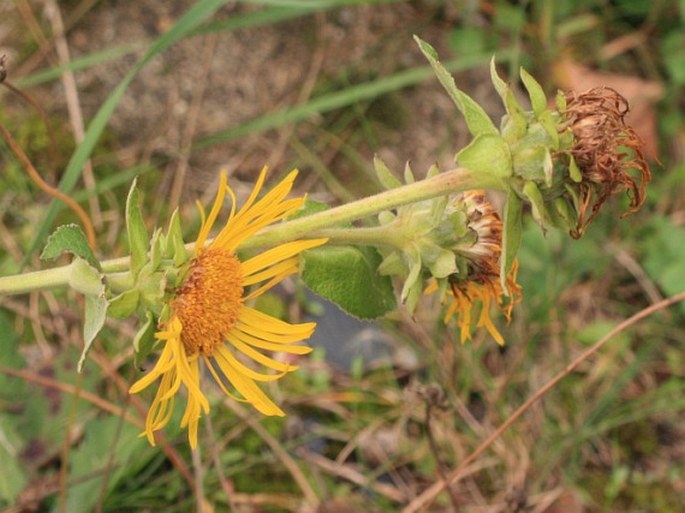 Inula helenium