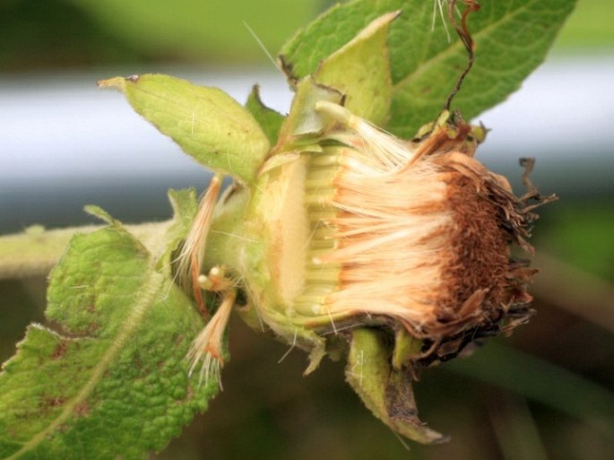 Inula helenium