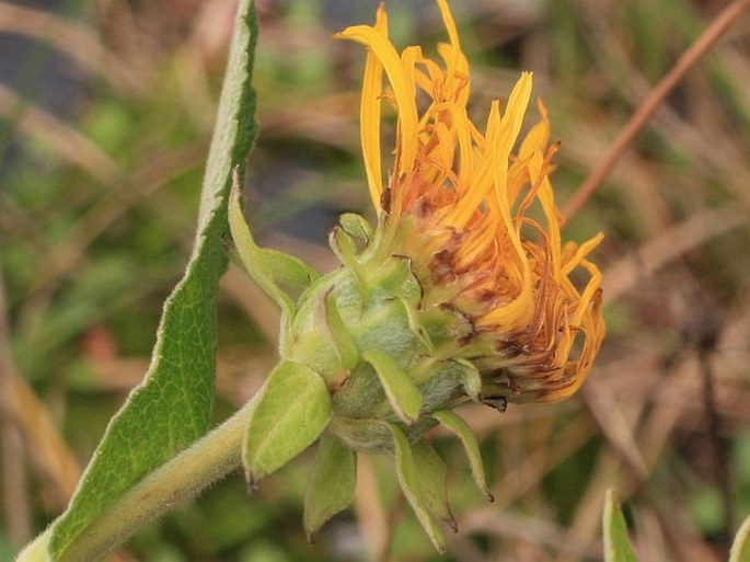 Inula helenium